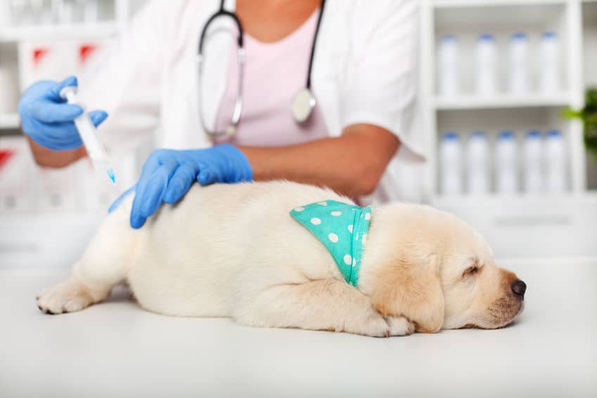 chien vaccin