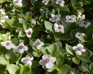 cornus canadensis