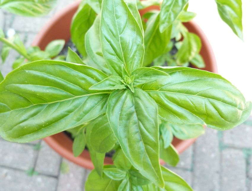 Basilic en pot : terrasse, balcon et interieur