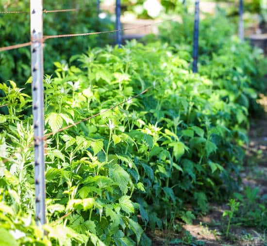 Guide étape par étape pour réussir la plantation de framboisiers