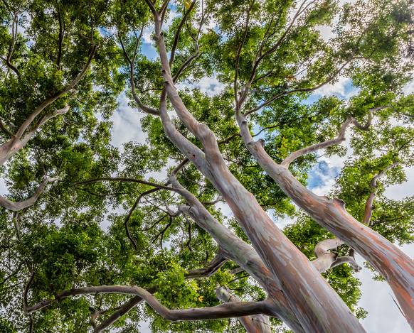 Eucalyptus : arbre, plantation, entretien, culture