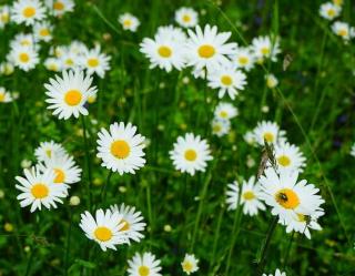 marguerites fleurs