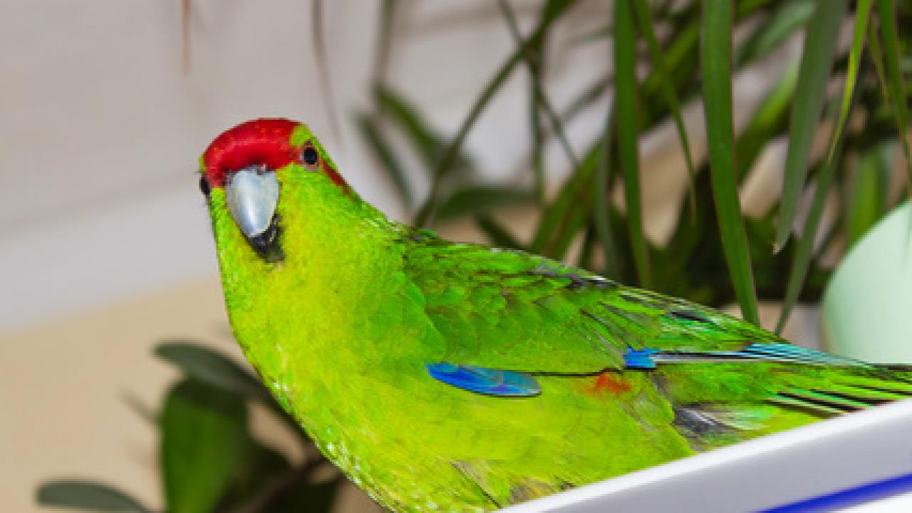 Achat Oiseau Eam