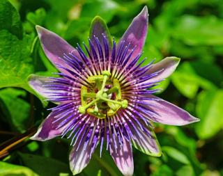 passiflore passiflora