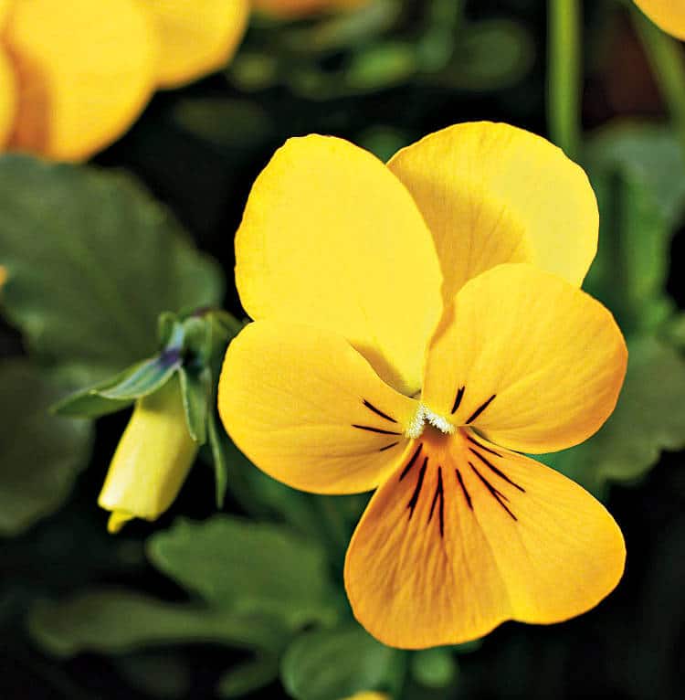 Des pensées pour votre jardin