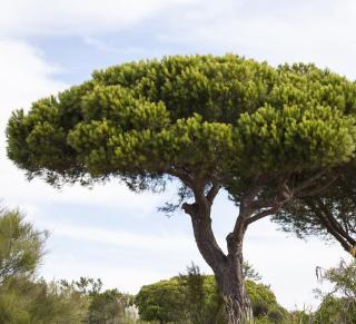 pin parasol plantation