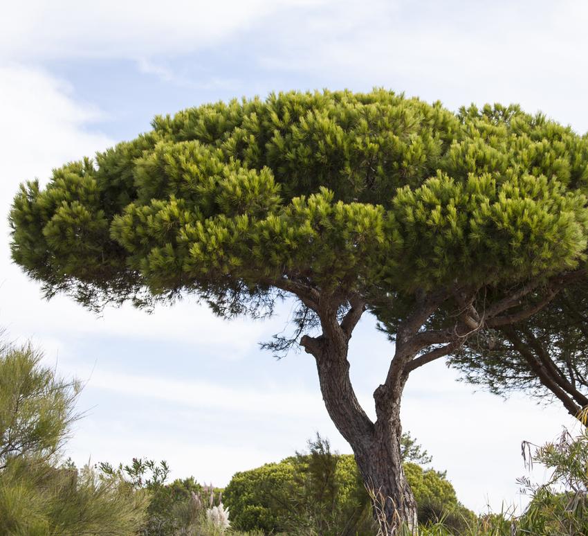 Pin Parasol Plantation Taille Et Conseils D Entretien