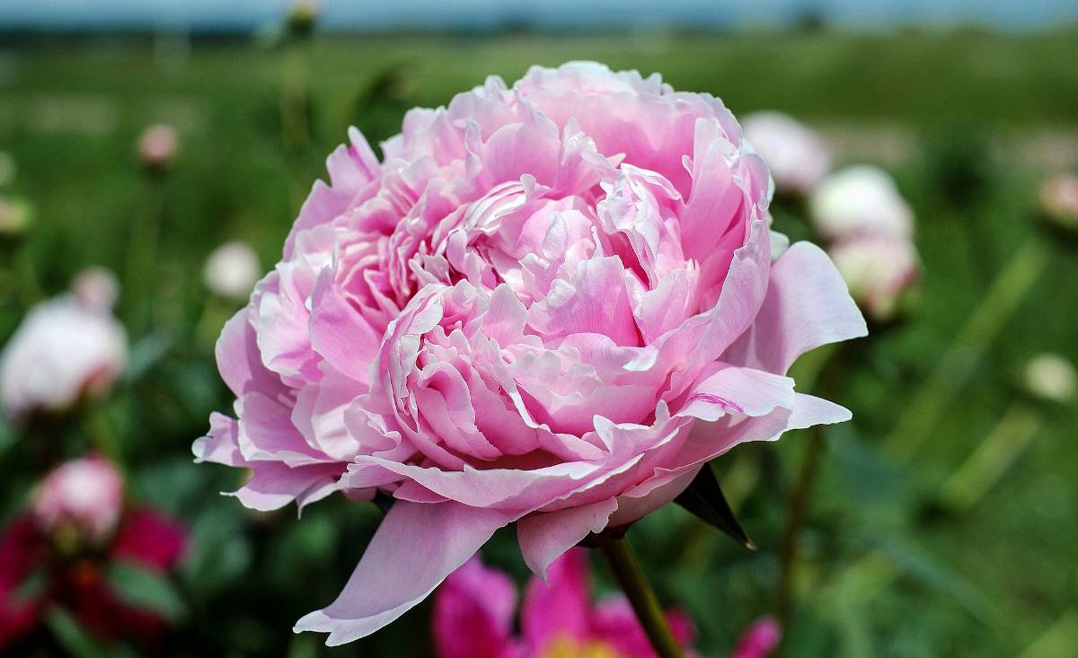 pivoine une fleur faite pour durer