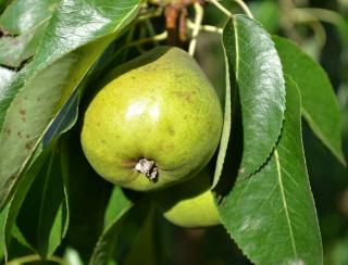 Poire bienfaits