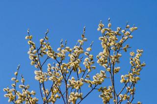 salix caprea