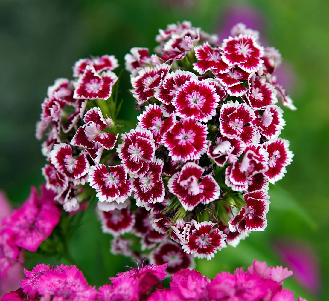 Dianthus fleur