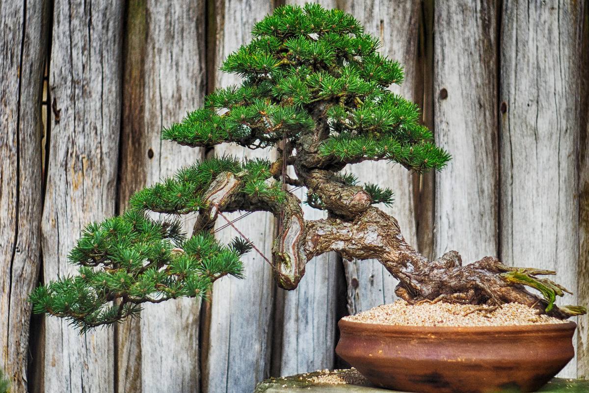 Créer un bonsai : technique et entretien