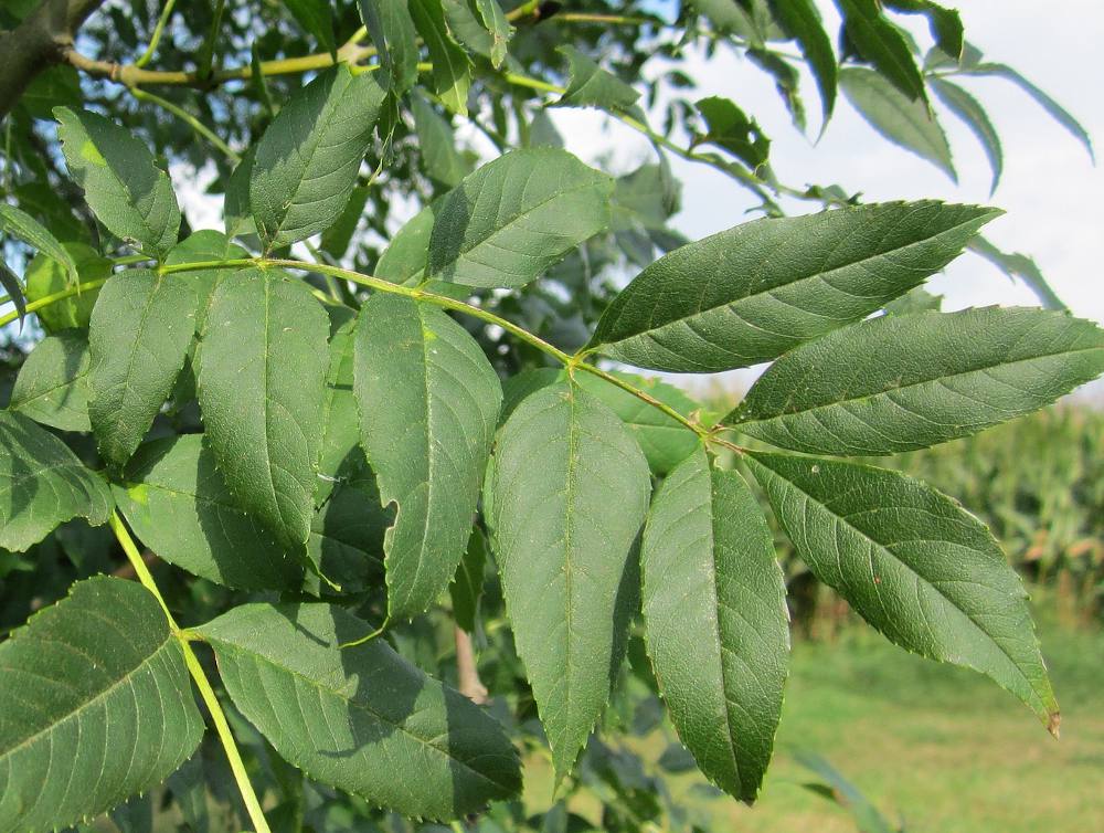 Листья ясеня. Ясень обыкновенный Fraxinus Excelsior. Fraxinus листья. Ясень пенсильванский. Ясень ланцетный листья.