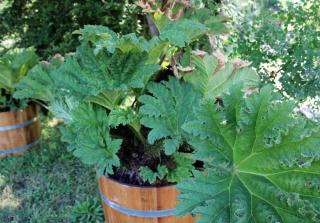 Gunnera en pot