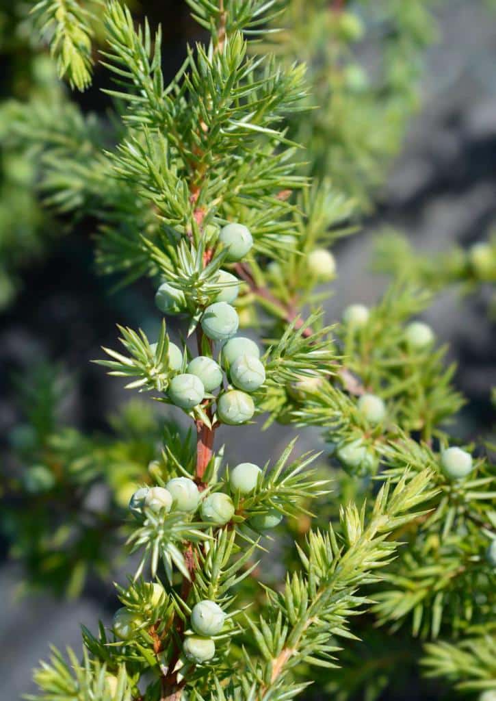 Juniperus