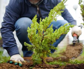 Juniperus plantation