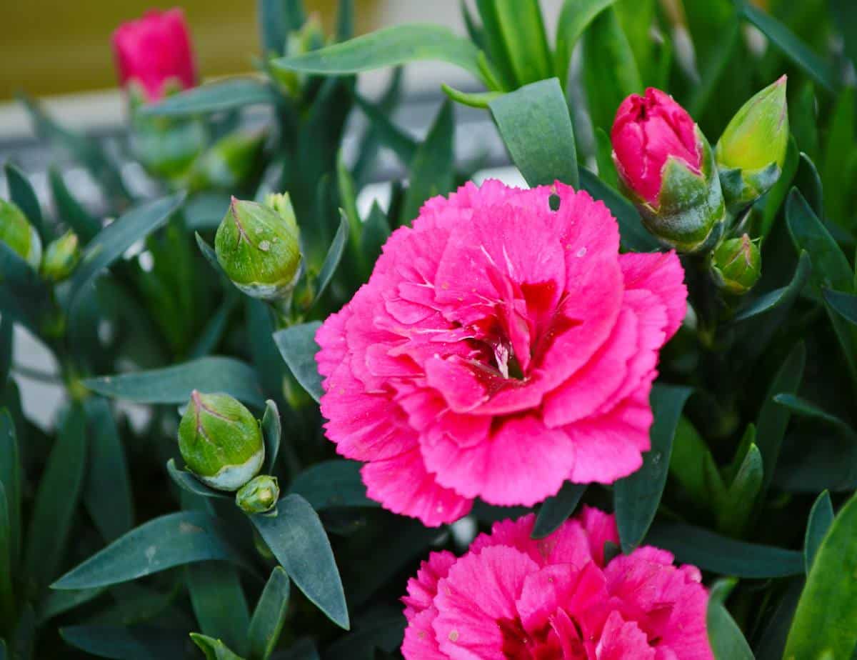 Oeillet commun des fleuristes chabaud - Dianthus caryophyllus