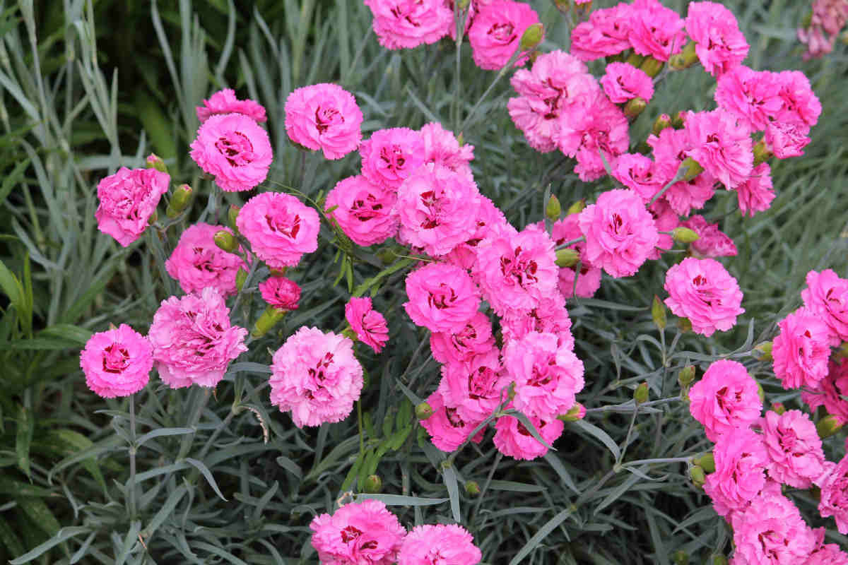 Oeillet mignardise - Dianthus plumarius