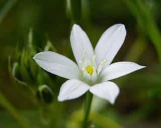 Ornithogale Ornithogalum