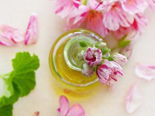 Pelargonium bienfaits