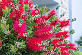 Rince-bouteille - Callistemon citrinus