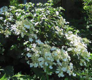 Schizophragma hydrangeoides