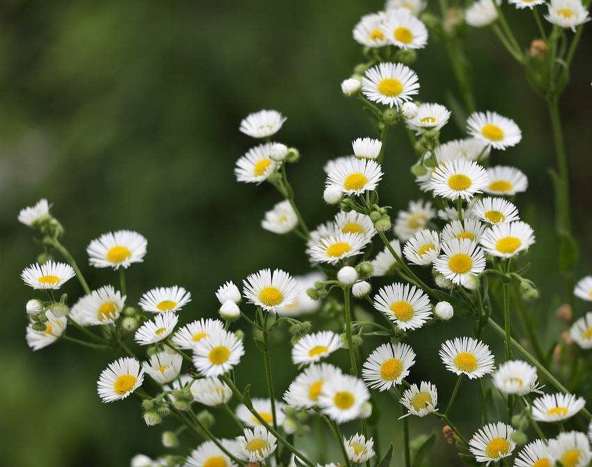 Vergerette en fleur