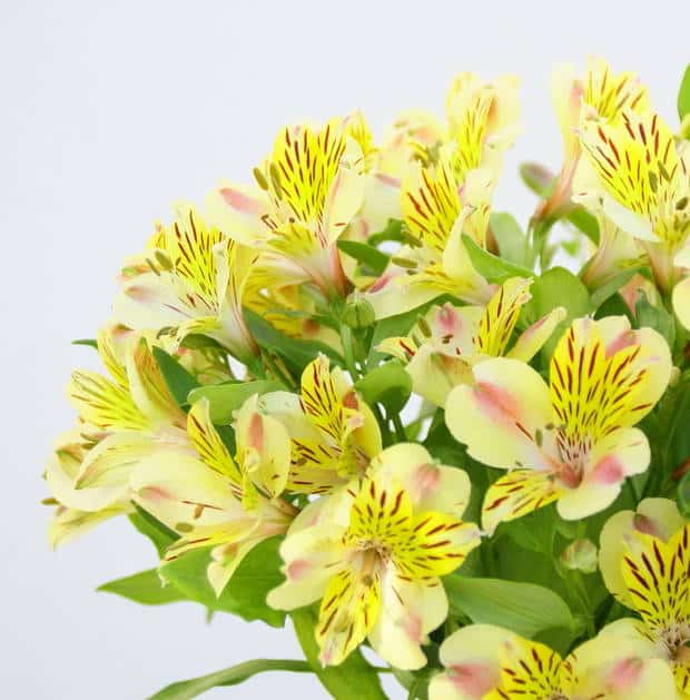 alstoemeria