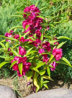 balsamine des jardins - Impatiens balsamina