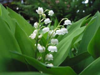 brin de muguet