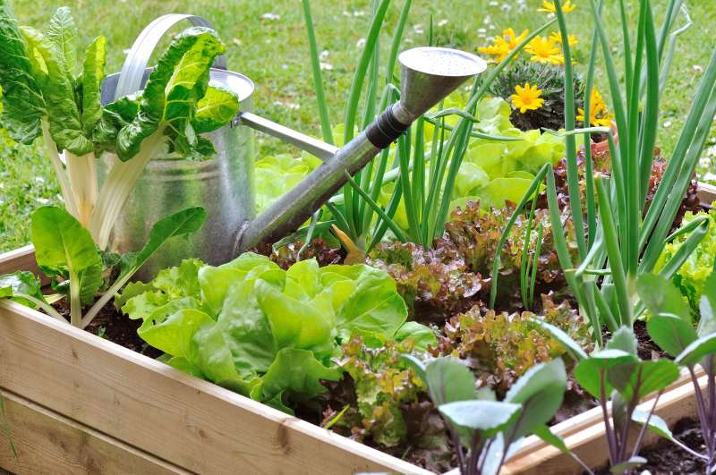 carre potager conseils