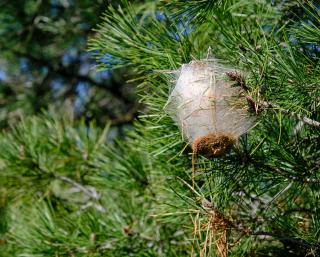 chenille processionnaire lutte traitement