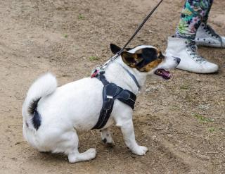 chien peur promenade