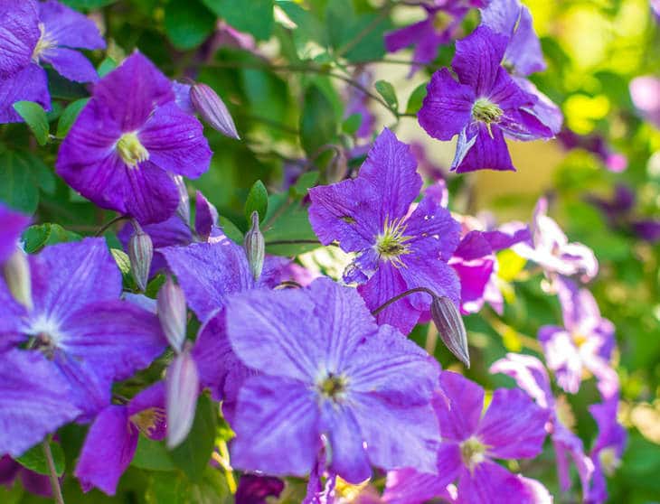 Clématite : plantation, taille, floraison et conseils d'entretien