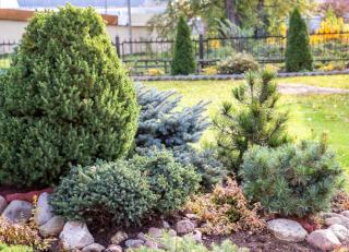 conifere nain pour petit jardin et terrasse