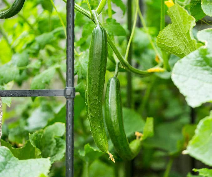 Cornichon : tout savoir pour bien le planter : Femme Actuelle Le MAG