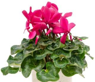 cyclamen