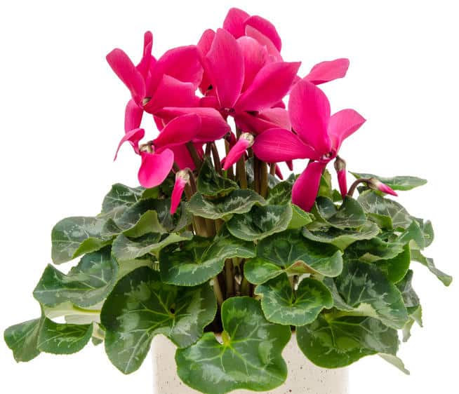 Le cyclamen, un véritable humidificateur naturel !