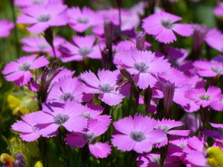 dianthus semis