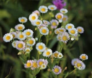 erigeron annuus