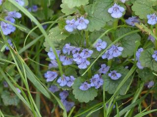 glechoma hederacea - lierre pour remplacer pelouse