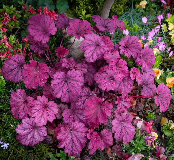 heuchere couleur rouge