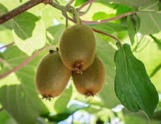 kiwi arbre plantation