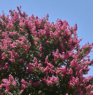 lagerstroemia indica en fleur