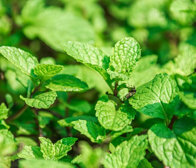 Menthe : plantation, culture et entretien au fil des saisons