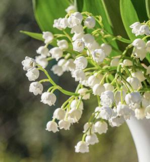 muguet plante symbole