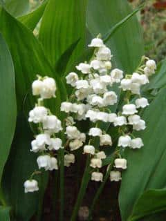 muguet-symbole