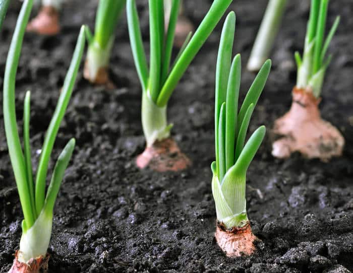 Oignon Nos Delicieuses Recettes Avec Des Oignons