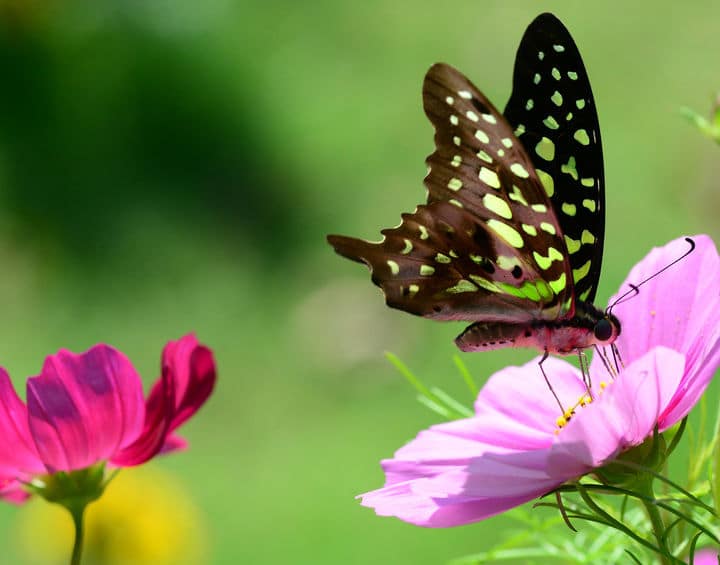 attirer papillon jardin