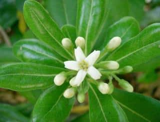 pittosporum tobira